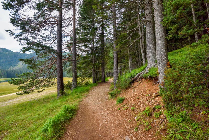 Hiking path in the forest near Black Lake Crno Jezero in Durmitor Nacional Park. Zabljak location, Montenegro