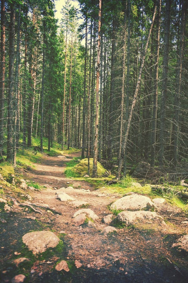 Hiking path stock image. Image of summer, pathway, path - 42389095