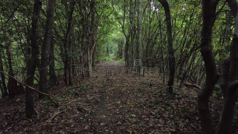 Hiking Through Rhododendron Forest