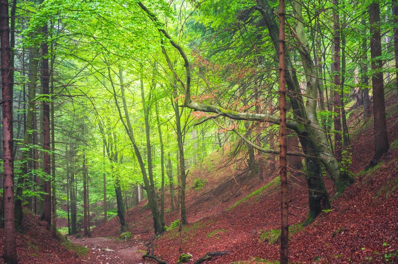 Turistika po slovenských horách. Pohled z kopců. Ostrá, Vrch tlsta, Velká Fatra. Slovensko.