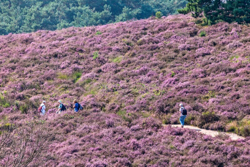 Hiking tourists on a hill with blooming heath in Dutch national royalty free stock photos Hiking tourists on a hill with blooming heath in Dutch national royalty free stock photos