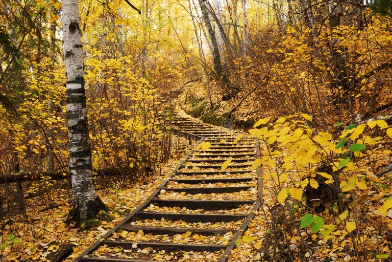 Hiking Trail in Autumn Forest Stock Image Image of edmonton, tranquil