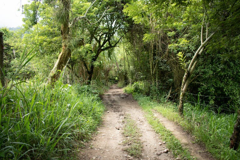 Hiking Trail in Colombia Jungle Stock Image Image of colombia, path