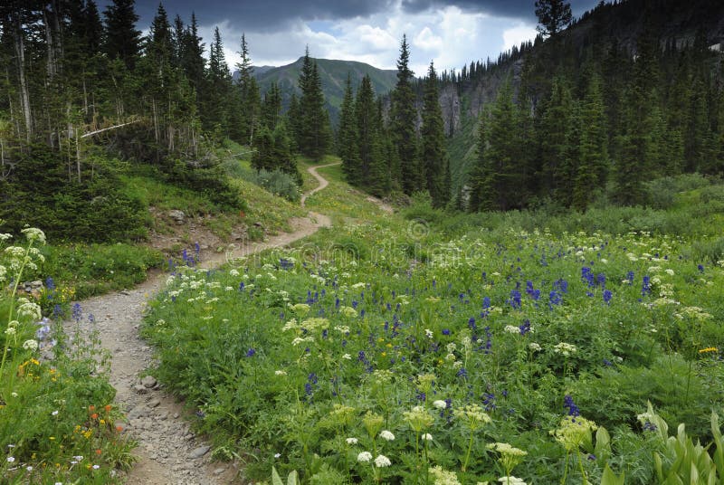 Wildflowers along a hiking trail in San Juan Mountains, southwestern Colorado. Wildflowers along a hiking trail in San Juan Mountains, southwestern Colorado