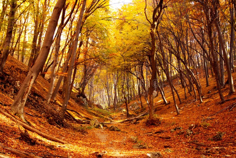 Hiking trail in Hungary in fal