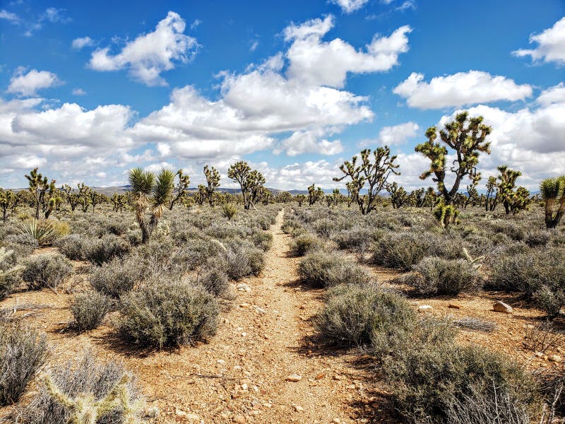 Joshua Tree Forest at the Wee Thump Joshua Tree Wilderness, Outside of ...