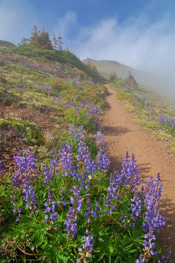 Mountain meadow on a hiking trail in Washington State. Mountain meadow on a hiking trail in Washington State