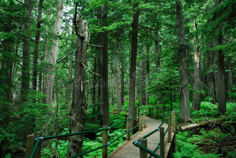 Hiking Trail in Rain Forest Stock Photo - Image of lichen, hike: 4668832