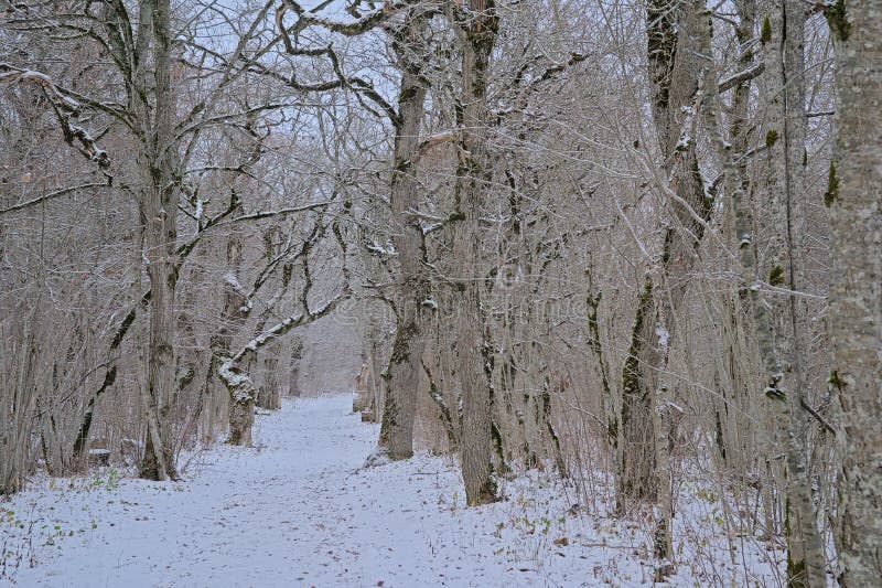 Hiking Trail through Rakvere Oak Grove in the Snow Stock Image Image