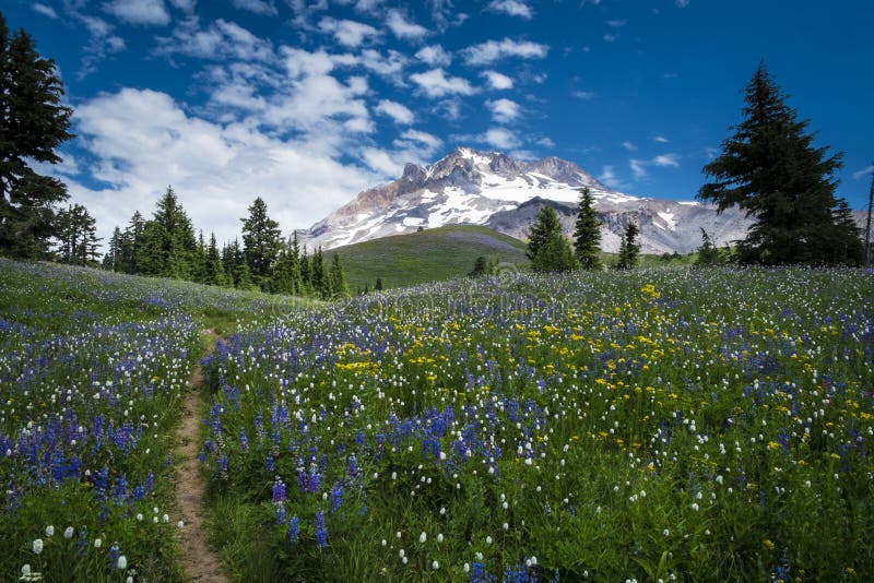 Hiking trail leading to Mt. hood in the Oregon Cascades. Hiking trail leading to Mt. hood in the Oregon Cascades