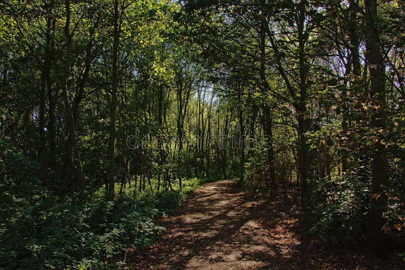 Hiking trail with spots of sunlight and shadow trough the forest