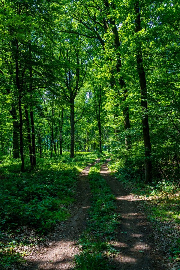 Hiking Trail through Sunlit Deciduous Forest in Austria Stock Image ...