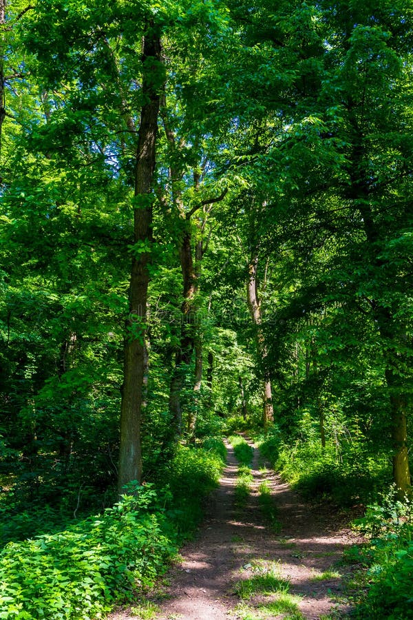 Hiking Trail through Sunlit Deciduous Forest in Austria Stock Image ...