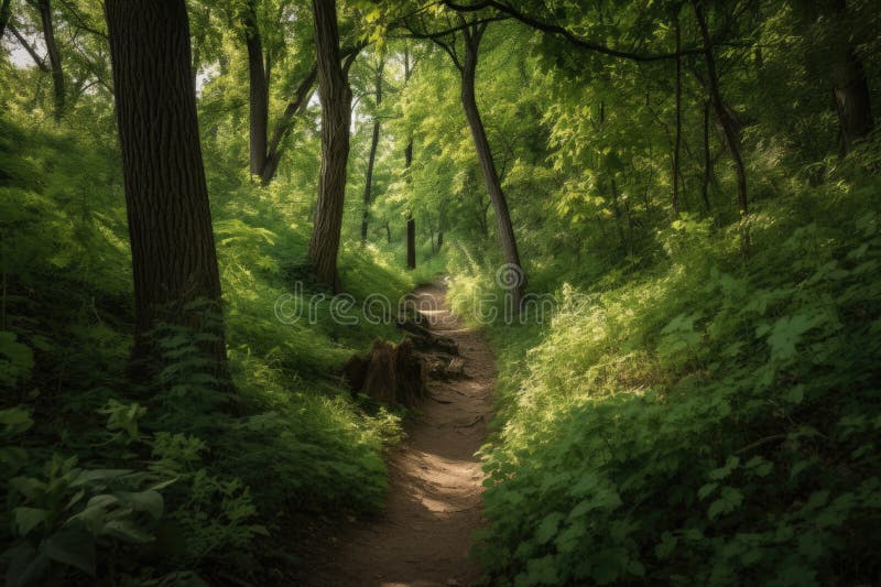 Hiking Trail Surrounded by Towering Trees and Lush Greenery Stock Image