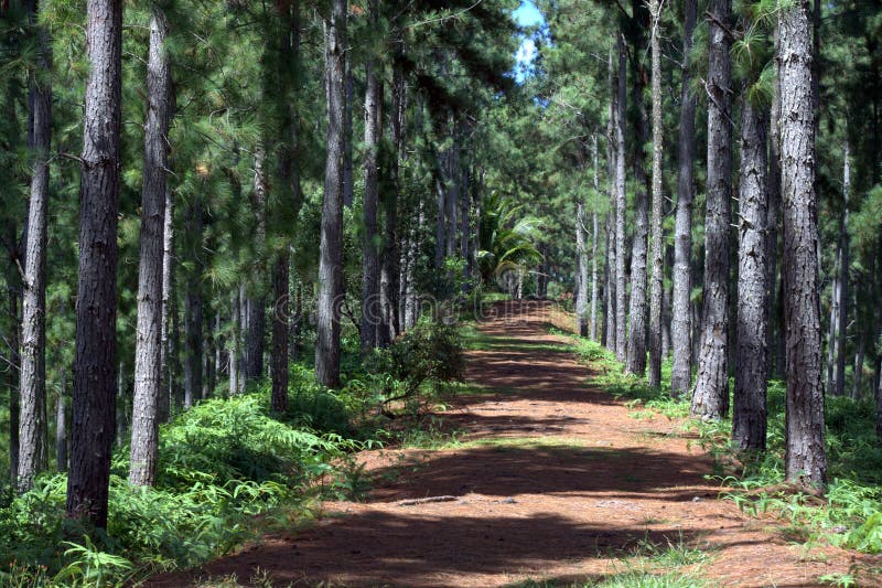 Hiking trail in the tropics royalty free stock image