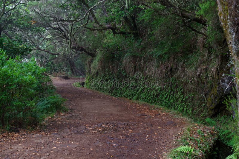 Hiking trails along levadas to Risco fountain on Madeira. Hiking trails along levadas to Risco fountain on Portuguese island of Madeira stock photography Hiking trails along levadas to Risco fountain on Madeira. Hiking trails along levadas to Risco fountain on Portuguese island of Madeira stock photography