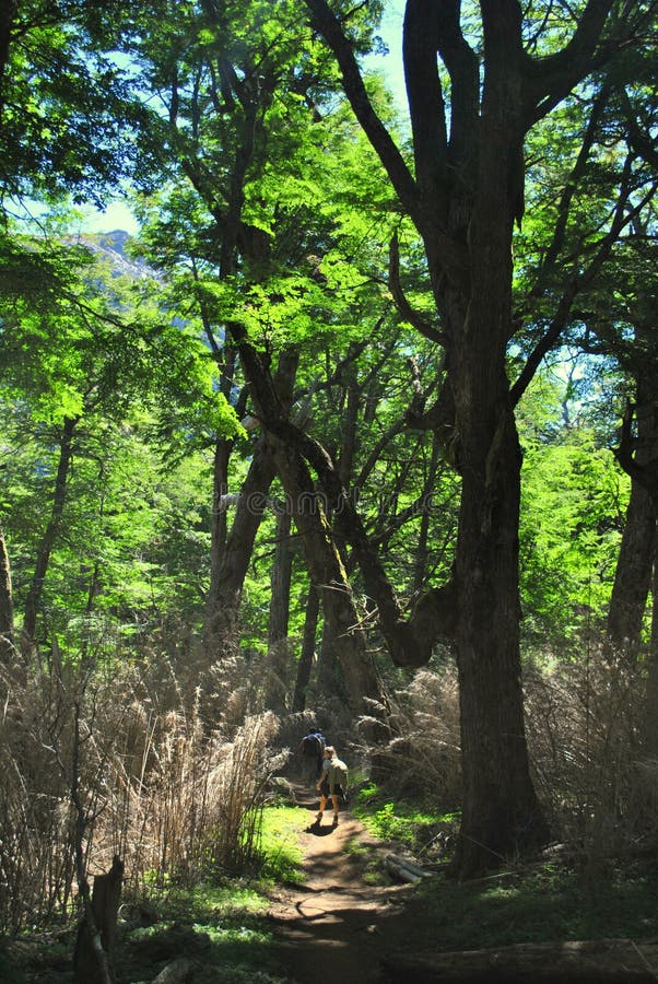 Hiking in the woods royalty free stock image Hiking in the woods royalty free stock image