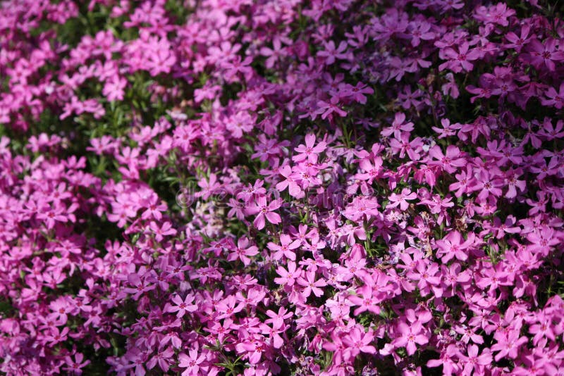 Hill of Flowers stock photo. Image of flower, natural 32607840