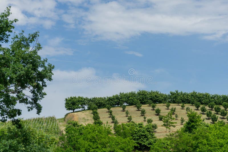 Field of hazelnuts in Roero, Piedmont - Italy