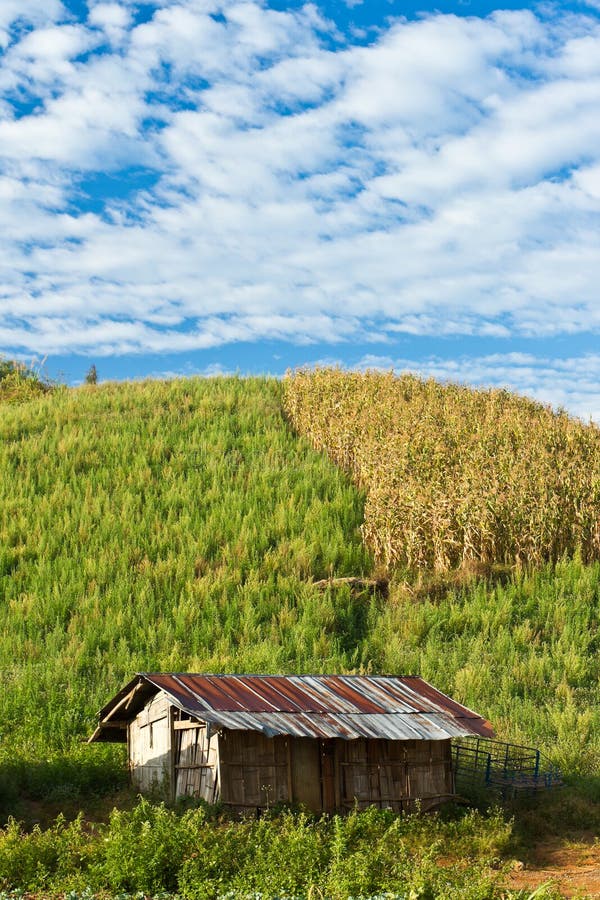 Hill tribe corn farm stock photo. Image of nature, field 28853722