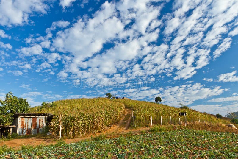 Hill tribe corn farm stock photo. Image of nature, corn 28854196