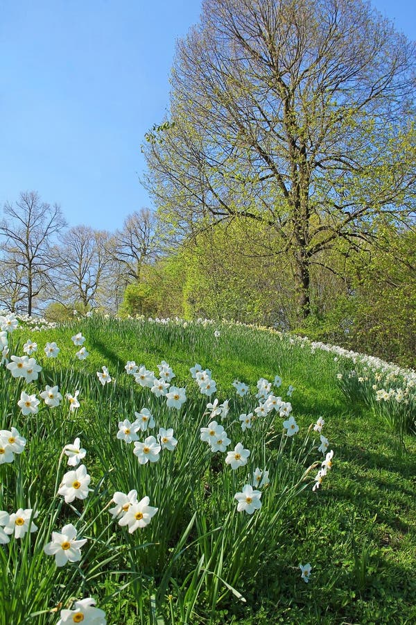 Hill with Wild Narcissus Flowers and Sprouting Trees Stock Image