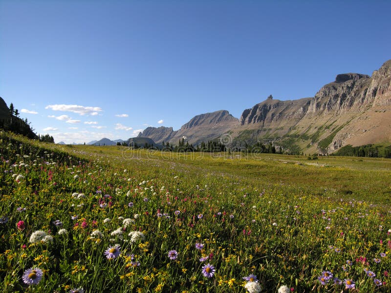 Flowers and mountains. Flowers and mountains.