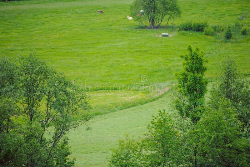 Hills Covered with Green Grass Under Blue Sky Stock Image Image of