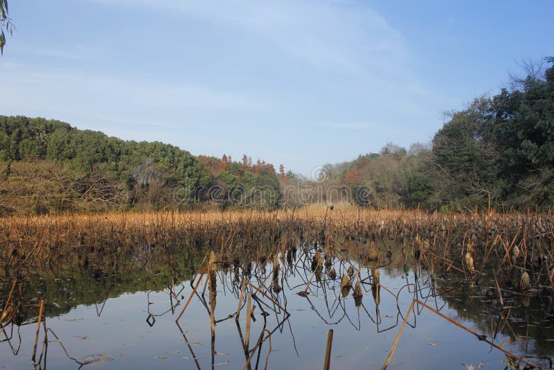 Hills and forest reflecting on the pool with blue sky