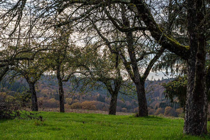 Hills and meadows near by the colorful forest stock image