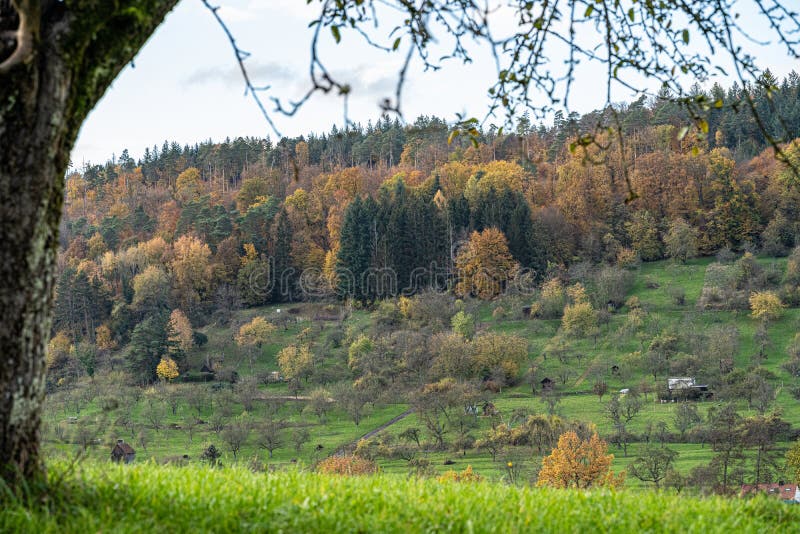 Hills and meadows near by the colorful forest royalty free stock image