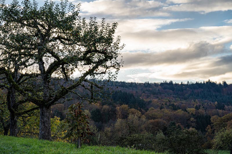 Hills and meadows near by the colorful forest stock image