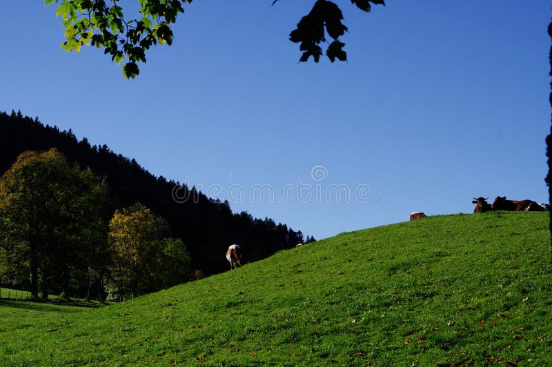 Grass hill with dairy cows and blue sky, cattle pasture with lush green hills and cattle lying on it, dairy cows resting and grazing on a hilly meadow with a blue sky, Bos Taurus,. Grass hill with dairy cows and blue sky, cattle pasture with lush green hills and cattle lying on it, dairy cows resting and grazing on a hilly meadow with a blue sky, Bos Taurus,