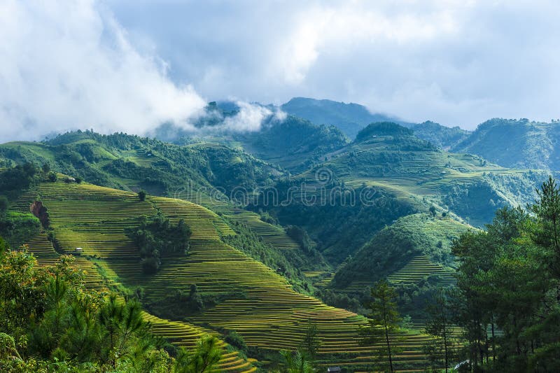 Hills of rice terraced fields and mountains in clouds