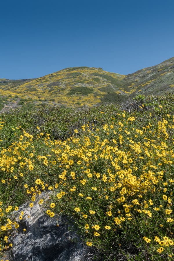 California Brittlebush Along California`s Rugged Coast Stock Image