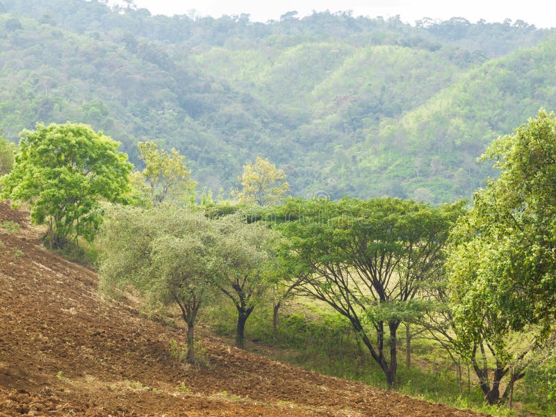 Hillside planting areas. stock photo. Image of plant - 49719216