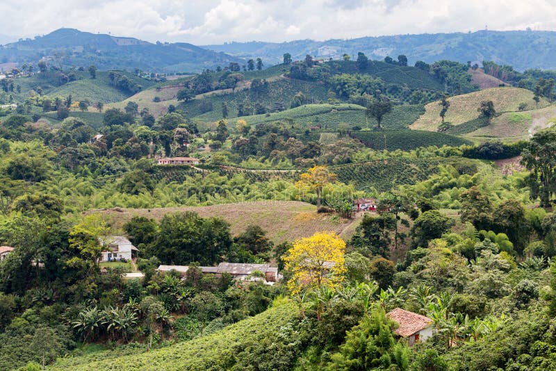 Coffee plantation view