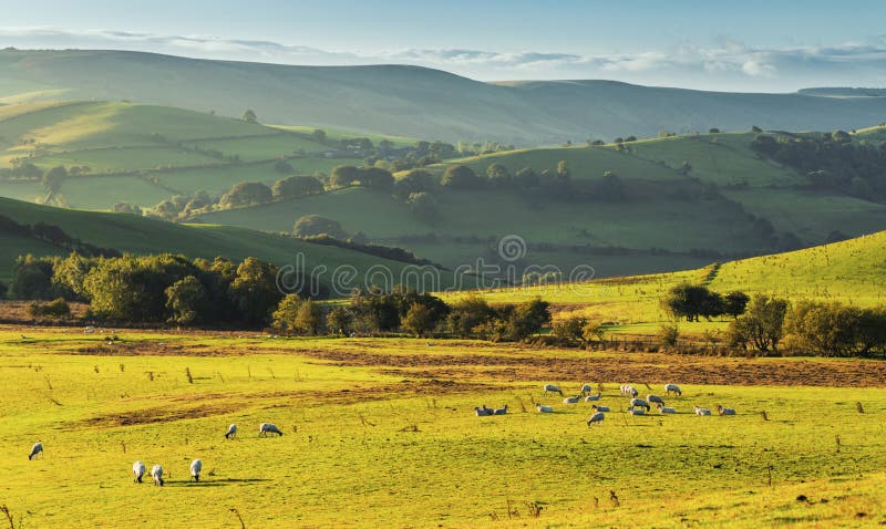 Hilly Countryside ad alba con il pascolo della moltitudine di pecore immagine stock Hilly Countryside ad alba con il pascolo della moltitudine di pecore immagine stock