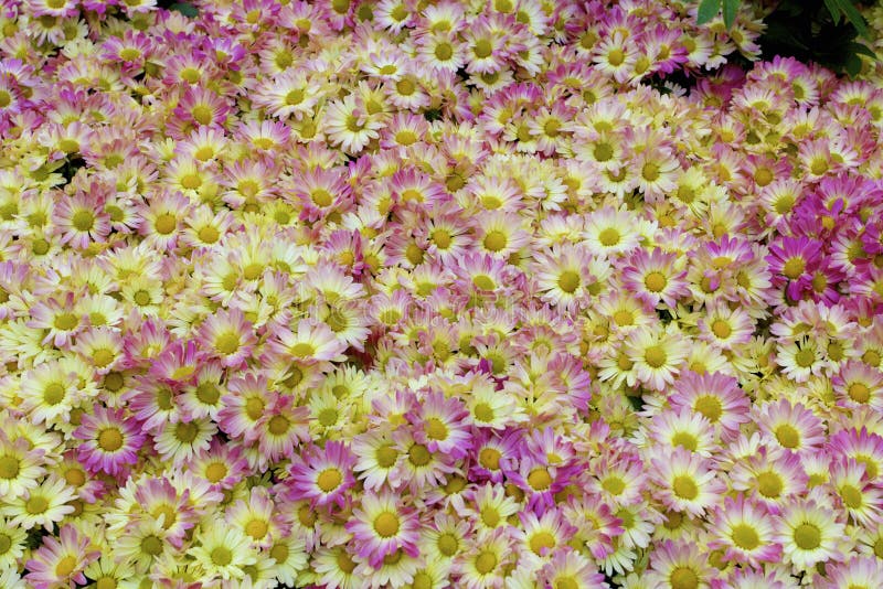 Hilo Mango Chrysanthemums growing in flower bed in Las Vegas  Nevada     811790   Chrysanthemum indicum `Hilo Mango. Hilo Mango Chrysanthemums growing in flower bed in Las Vegas  Nevada     811790   Chrysanthemum indicum `Hilo Mango