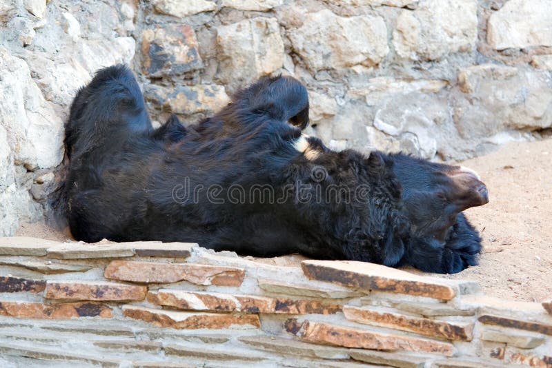 Himalayan bear