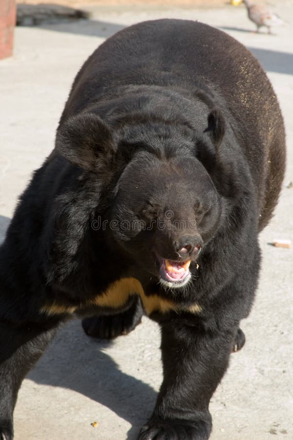 Himalayan bear in a funny pose
