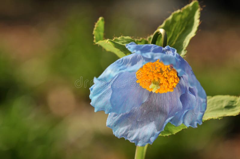 Himalayan blue poppy stock photo. Image of poppy, china 14035600