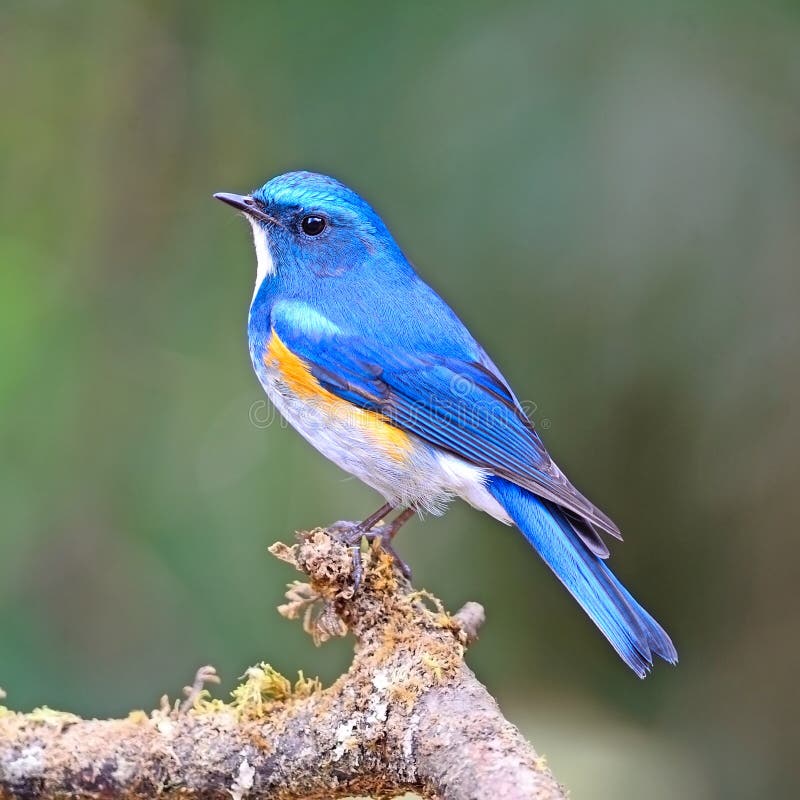 Himalayan Bluetail royaltyfria foton Himalayan Bluetail royaltyfria foton