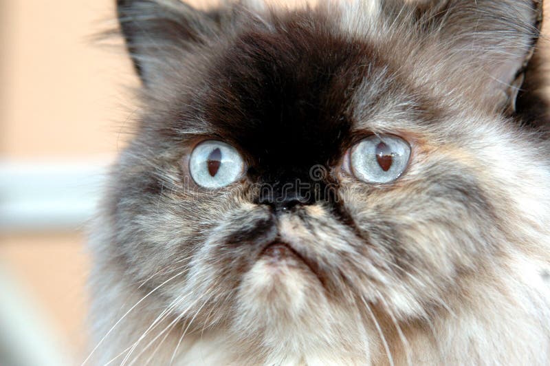 Himalayan cat face stock photo Himalayan cat face stock photo