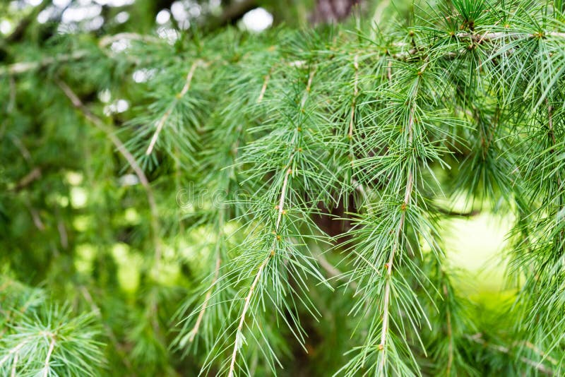 Himalayan cedar close up photo cedrus deodara royalty free stock image