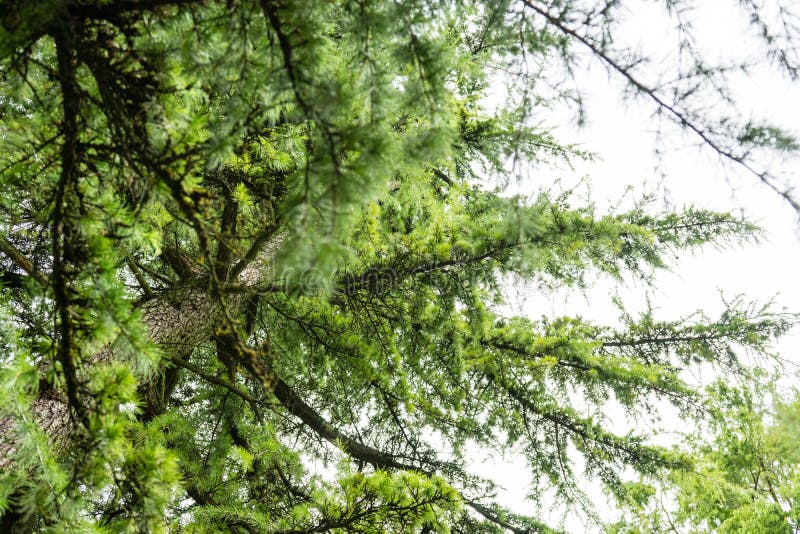 Himalayan cedar close up photo cedrus deodara royalty free stock photos