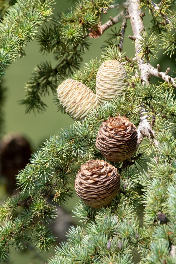 Himalayan cedar or deodar cedar tree with female and male cones, Christmas ...