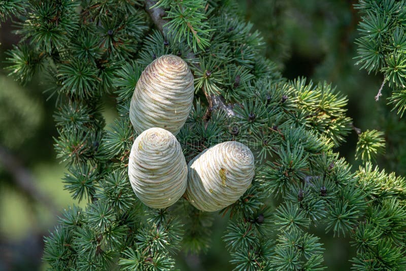 Himalayan Cedar Or Deodar Cedar Tree With Female Cones, Christmas