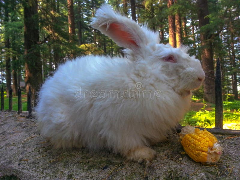 Himalayan Giant White Furry Rabbit,Manali, Himachal Pradesh, India Stock  Photo - Image of fibers, domestic: 161560996