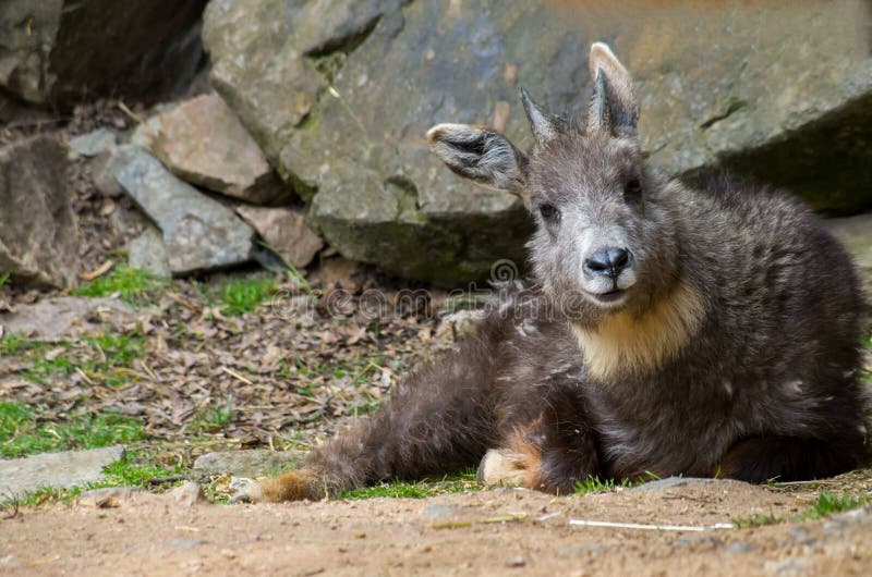 Himalayan goral mannetje royalty-vrije stock afbeeldingen Himalayan goral mannetje royalty-vrije stock afbeeldingen